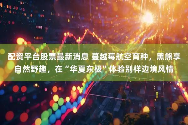 配资平台股票最新消息 蔓越莓航空育种，黑熊享自然野趣，在“华夏东极”体验别样边境风情